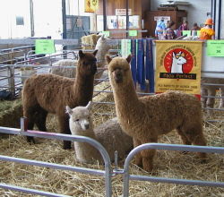 Royal Melb Show Team